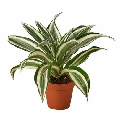 Dracaena 'Warneckii White Jewel' (Dragon Tree) – Elegant Variegated Foliage Plant