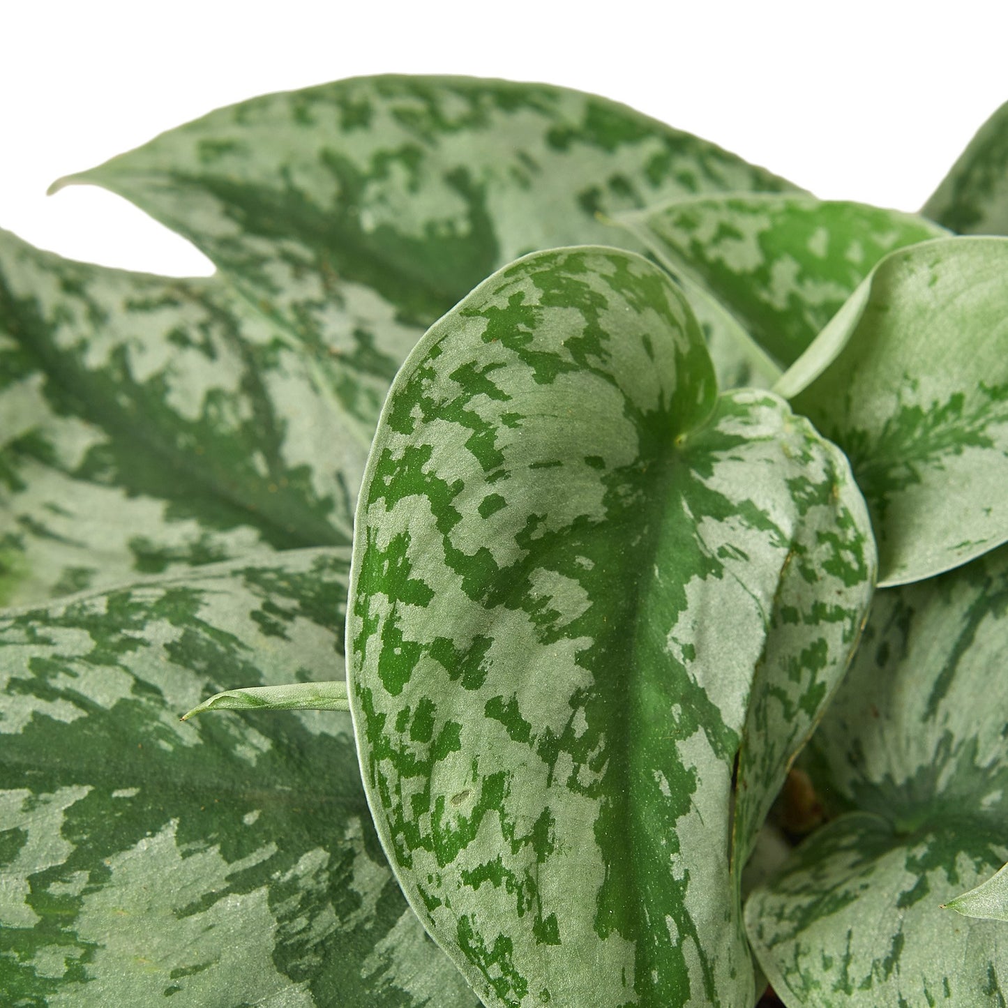 Scindapsus Pictus 'Exotica' - Large-Leaf Silver Pothos