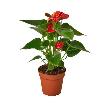 Anthurium 'Red' (Anthurium andraeanum) – Vibrant Flamingo Flower with Glossy Leaves