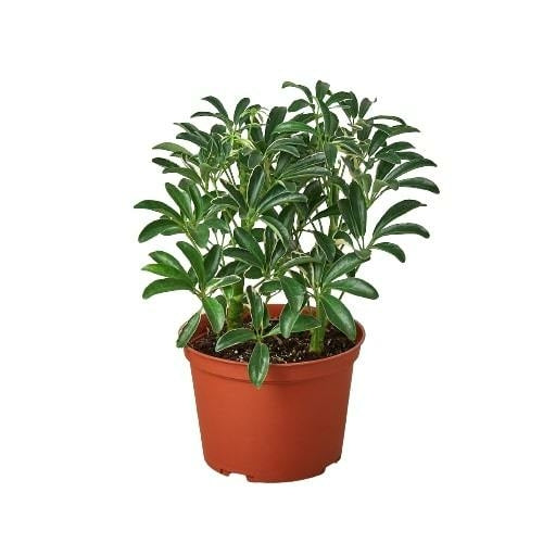 Schefflera Moonlight 'Umbrella Plant' - Variegated Dwarf Umbrella Tree (Schefflera arboricola)