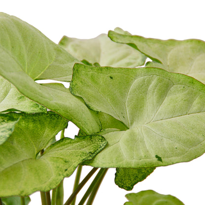 Syngonium White Butterfly (Goosefoot Plant) – Elegant Heart-Shaped Foliage