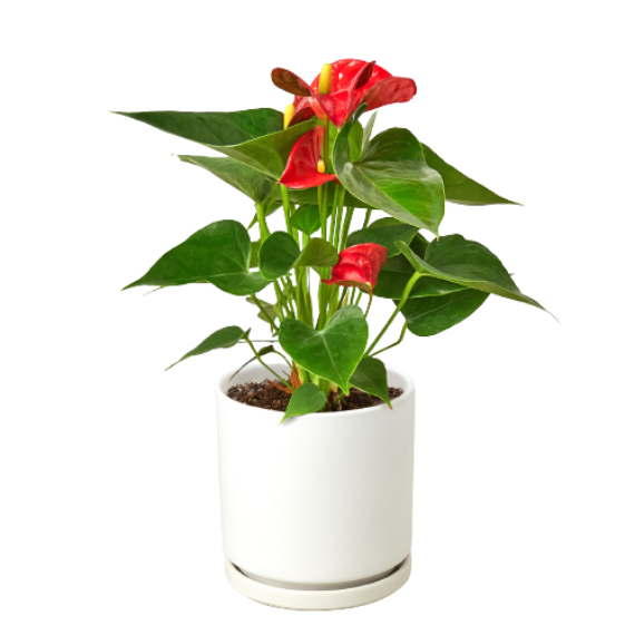Anthurium 'Red' (Anthurium andraeanum) – Vibrant Flamingo Flower with Glossy Leaves