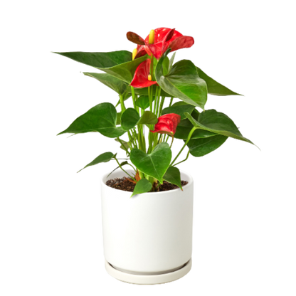 Anthurium 'Red' (Anthurium andraeanum) – Vibrant Flamingo Flower with Glossy Leaves