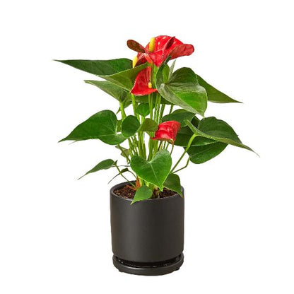 Anthurium 'Red' (Anthurium andraeanum) – Vibrant Flamingo Flower with Glossy Leaves