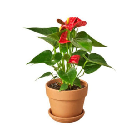 Anthurium 'Red' (Anthurium andraeanum) – Vibrant Flamingo Flower with Glossy Leaves
