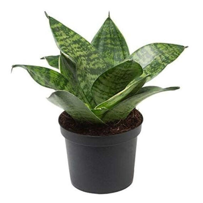 Artificial Sansevieria Hanni Plant | Snake Plant | Good Luck Indoor Decor | Table Top & Office Bonsai