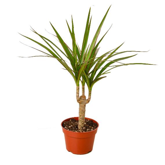 Dracaena Marginata Cane (Dragon Tree) – Durable Indoor Plant with Variegated Leaves