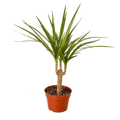 Dracaena Marginata Cane (Dragon Tree) – Durable Indoor Plant with Variegated Leaves