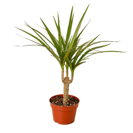 Dracaena Marginata Cane (Dragon Tree) – Durable Indoor Plant with Variegated Leaves
