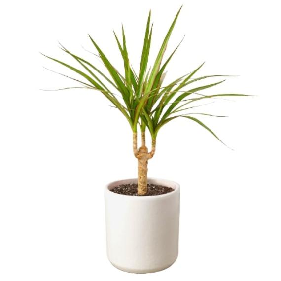 Dracaena Marginata Cane (Dragon Tree) – Durable Indoor Plant with Variegated Leaves