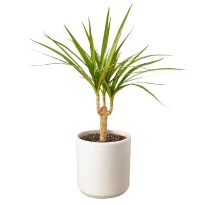 Dracaena Marginata Cane (Dragon Tree) – Durable Indoor Plant with Variegated Leaves