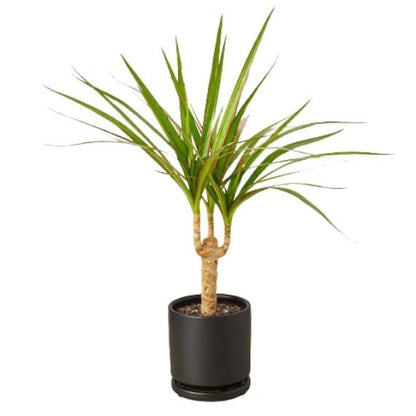Dracaena Marginata Cane (Dragon Tree) – Durable Indoor Plant with Variegated Leaves