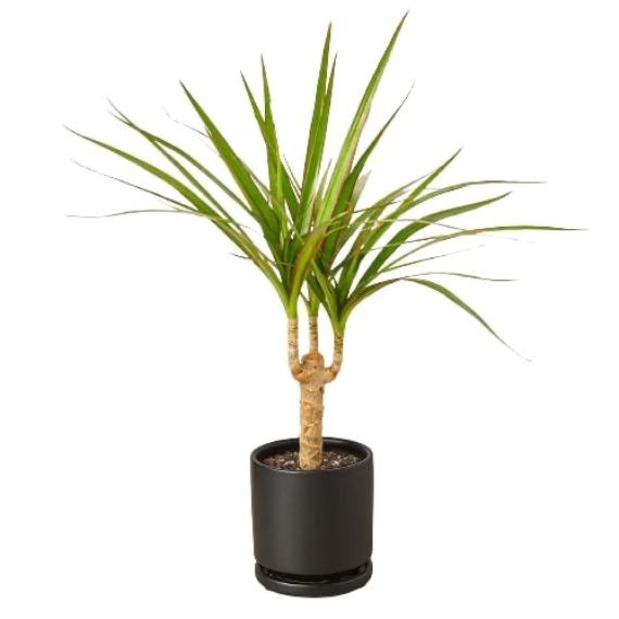 Dracaena Marginata Cane (Dragon Tree) – Durable Indoor Plant with Variegated Leaves