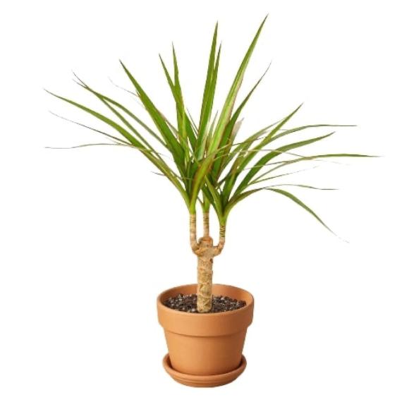 Dracaena Marginata Cane (Dragon Tree) – Durable Indoor Plant with Variegated Leaves