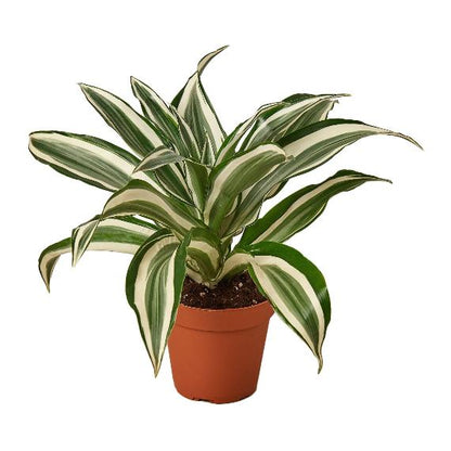 Dracaena 'Warneckii White Jewel' (Dragon Tree) – Elegant Variegated Foliage Plant