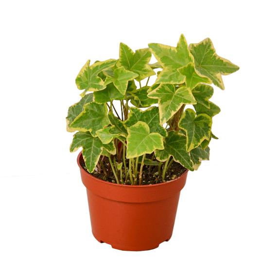 English Ivy 'Gold Child' (Hedera helix) – Fast-Growing Vining Plant
