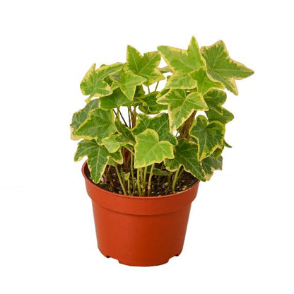 English Ivy 'Gold Child' (Hedera helix) – Fast-Growing Vining Plant