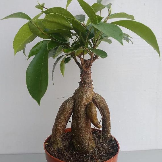 Ficus Ginseng Indoor and outdoor Bonsai Artificial Plant 5 inch Pot plant