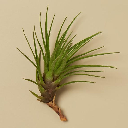 Tillandsia Tricolor Air Plant with Fertilizer