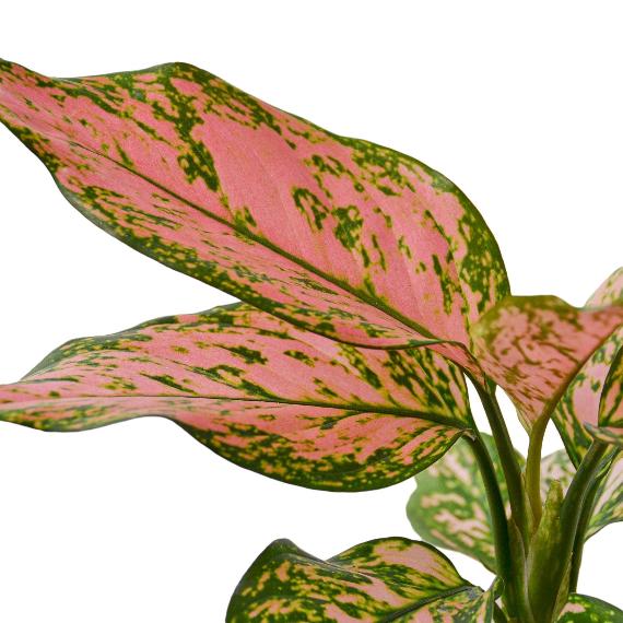 Chinese Evergreen 'Lady Valentine' (Aglaonema 'Lady Valentine') – Striking Indoor Plant with Pink Variegation