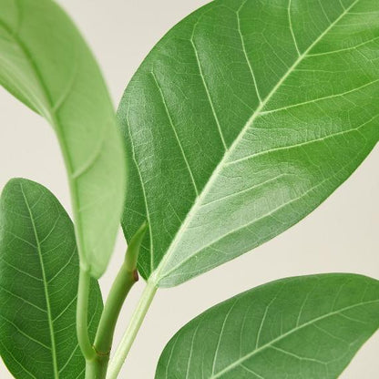 Ficus 'Audrey' Plant (Ficus elastica) – Variegated Rubber Tree for Bright Indirect Light