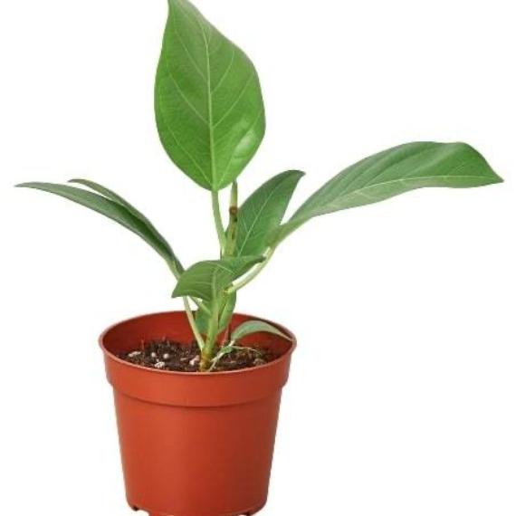 Ficus 'Audrey' Plant (Ficus elastica) – Variegated Rubber Tree for Bright Indirect Light