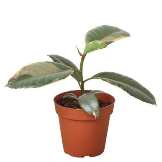 Ficus Elastica 'Ruby Pink' – Variegated Rubber Tree with Red-Pink Foliage