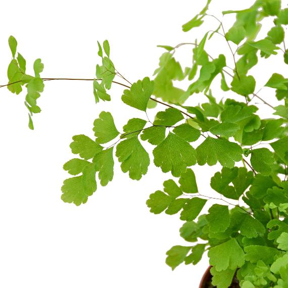 Maidenhair Fern (Adiantum capillus-veneris) – Elegant Houseplant with Delicate Leaves