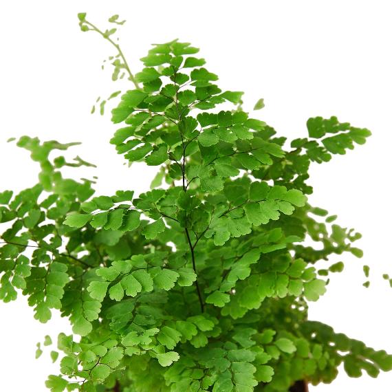 Maidenhair Fern (Adiantum capillus-veneris) – Elegant Houseplant with Delicate Leaves