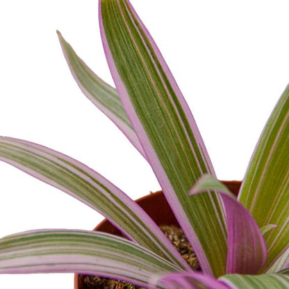Oyster Plant 'Moses in the Cradle' - Tradescantia spathacea