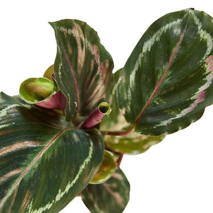 Calathea Roseopicta 'Medallion' – Peacock Plant with Vibrant Leaves