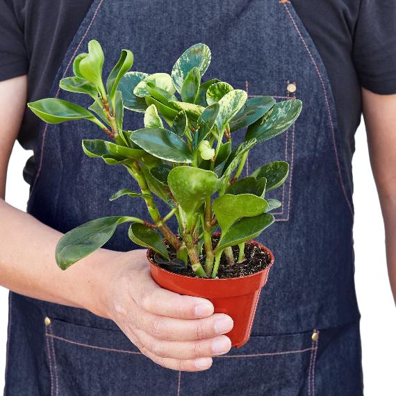 Peperomia 'Marble' – Easy-Care Radiator Plant with Thick, Jade Leaves
