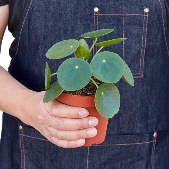 Pilea Peperomioides 'Chinese Money' Plant