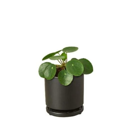 Pilea Peperomioides 'Chinese Money' Plant