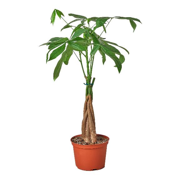 Money Tree 'Guiana Chestnut' (Pachira aquatica) – Braided Indoor Tree for Positive Energy