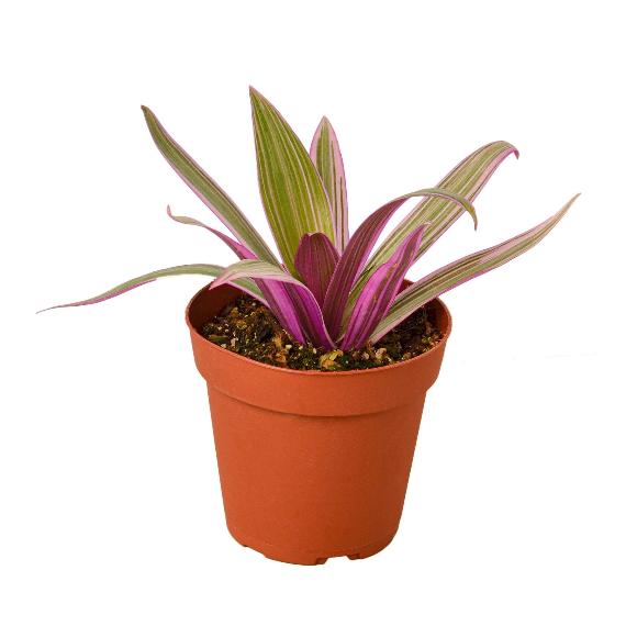Oyster Plant 'Moses in the Cradle' - Tradescantia spathacea