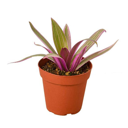 Oyster Plant 'Moses in the Cradle' - Tradescantia spathacea