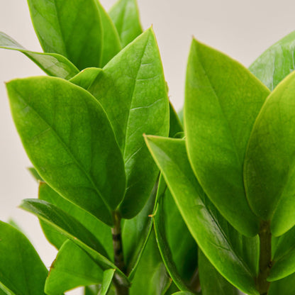 Zamioculcas Zamiifolia 'ZZ Plant'