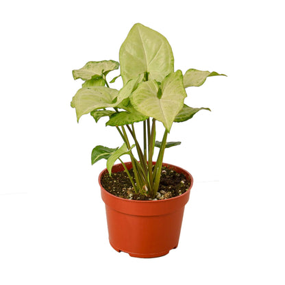 Syngonium White Butterfly (Goosefoot Plant) – Elegant Heart-Shaped Foliage