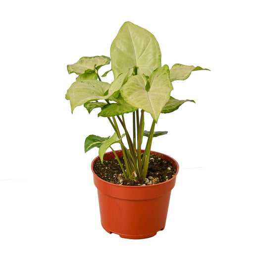 Syngonium White Butterfly (Goosefoot Plant) – Elegant Heart-Shaped Foliage