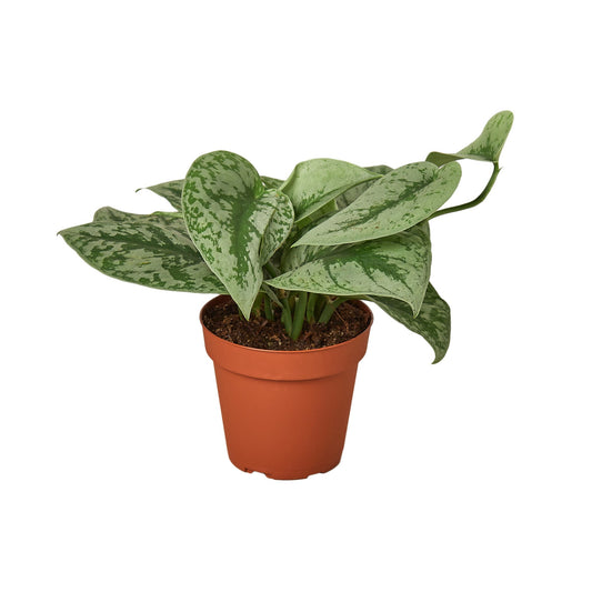 Scindapsus Pictus 'Exotica' - Large-Leaf Silver Pothos