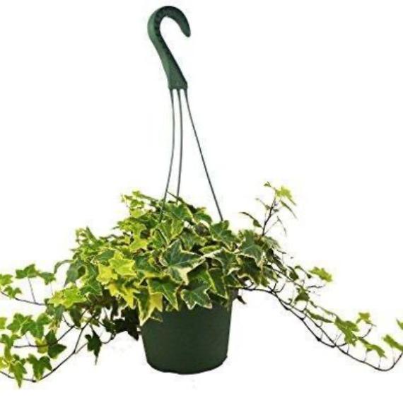 English Ivy 'Gold Child' (Hedera helix) – Fast-Growing Vining Plant