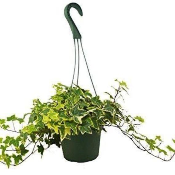 English Ivy 'Gold Child' (Hedera helix) – Fast-Growing Vining Plant