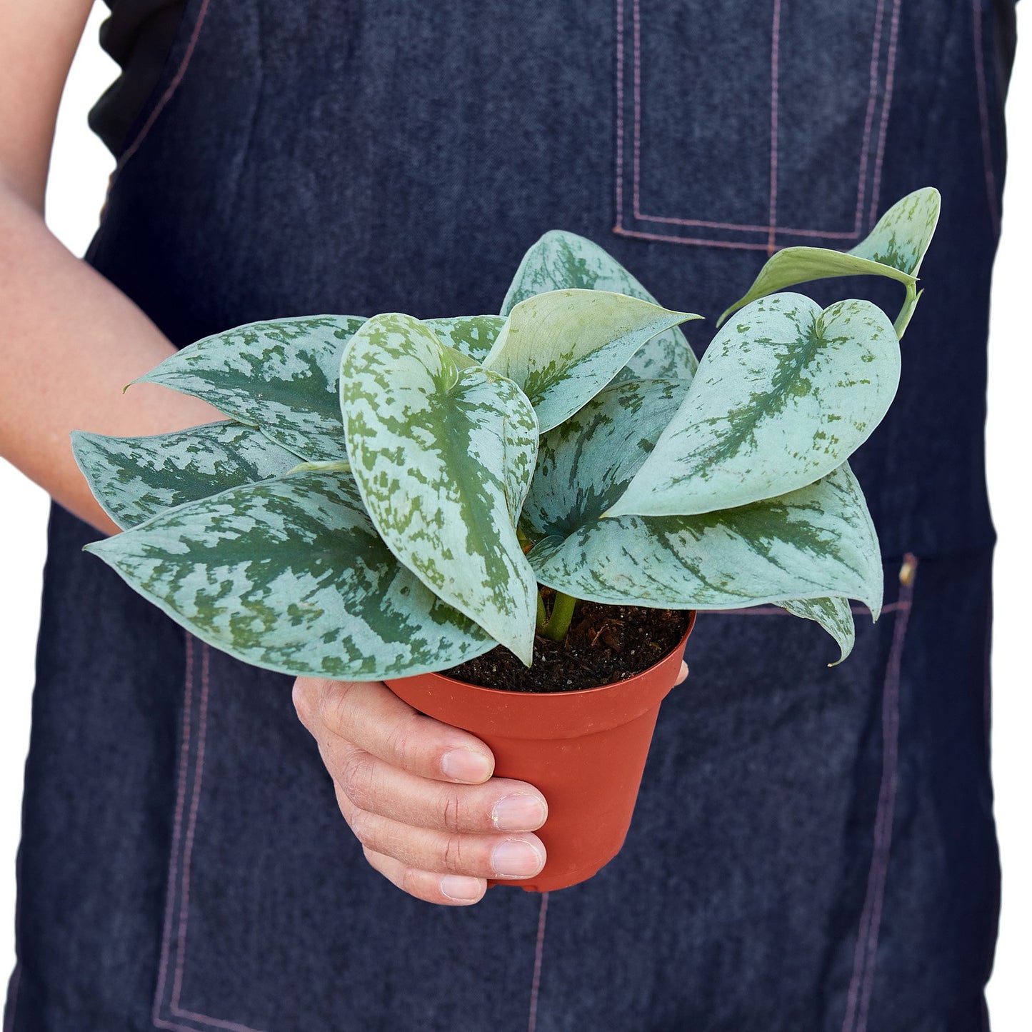 Scindapsus Pictus 'Exotica' - Large-Leaf Silver Pothos