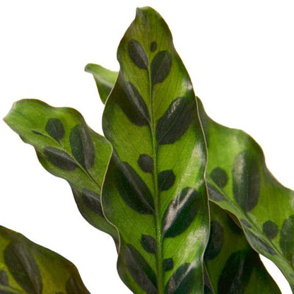 Calathea Lancifolia 'Rattlesnake' - Peacock Plant