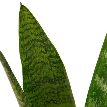 Snake Plant 'Zeylanica' (Sansevieria trifasciata) – Hardy Air-Purifying Houseplant