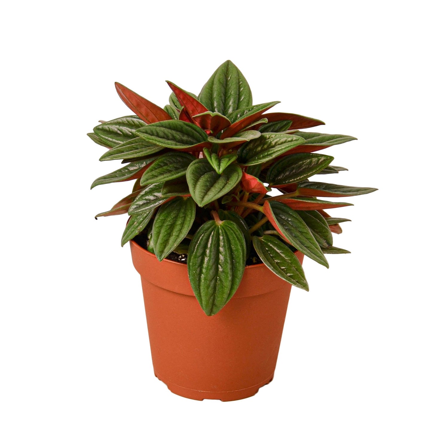 Peperomia Rosso Plant (Peperomia caperata) – Striking Red and Green Foliage