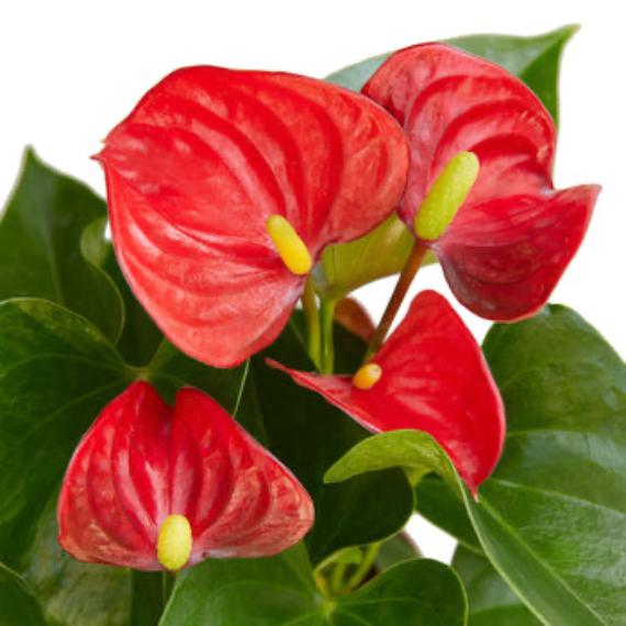 Anthurium 'Red' (Anthurium andraeanum) – Vibrant Flamingo Flower with Glossy Leaves