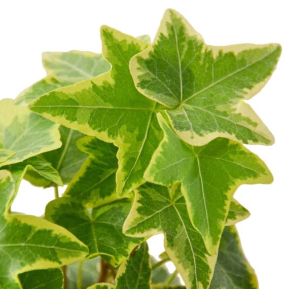 English Ivy 'Gold Child' (Hedera helix) – Fast-Growing Vining Plant
