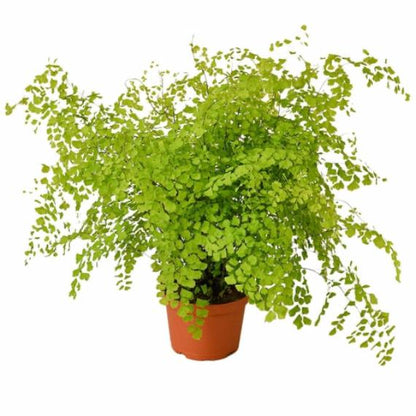 Maidenhair Fern (Adiantum capillus-veneris) – Elegant Houseplant with Delicate Leaves